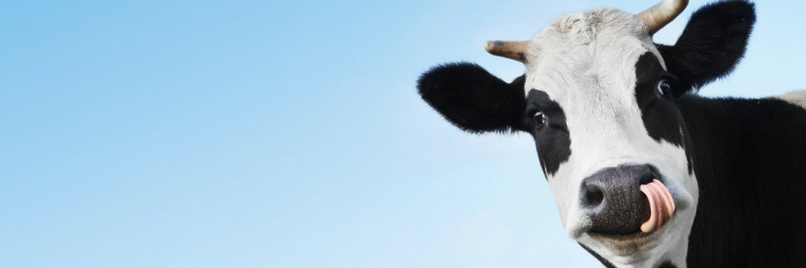 Blog Cow 900 x 300 6July17